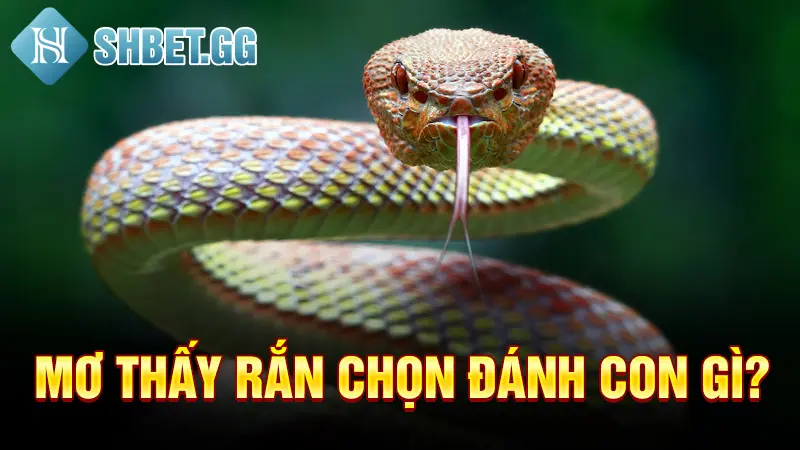 Mơ Thấy Rắn Điềm Gì? Xui Rủi Hay May Mắn Trong Tương Lai? 4 Mơ thấy rắn chọn đánh con gì?