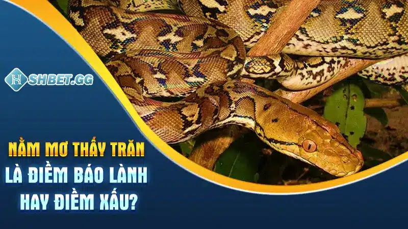 Giấc Mơ Thấy Trăn Mang Điềm Báo Gì Và Những Con Số Liên Quan 2 Nằm mơ thấy trăn là điềm báo lành hay điềm xấu?